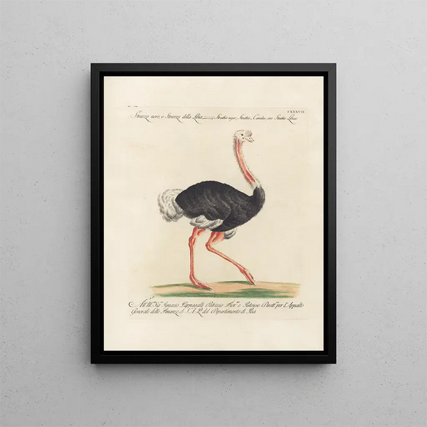 Ornithology Painting methodically digested Pl134 - Saverio Manetti — framed artwork on a wall