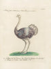 Ornithology painting methodically digested Pl135 - Saverio Manetti — artwork view