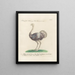 Ornithology painting methodically digested Pl135 - Saverio Manetti — framed artwork on a wall