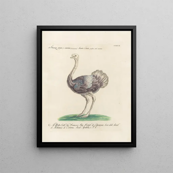 Ornithology painting methodically digested Pl135 - Saverio Manetti — framed artwork on a wall