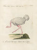 Ornithology painting methodically digested Pl136 - Saverio Manetti — artwork view