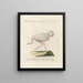 Ornithology painting methodically digested Pl136 - Saverio Manetti — framed artwork on a wall