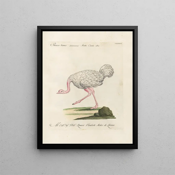 Ornithology painting methodically digested Pl136 - Saverio Manetti — framed artwork on a wall