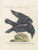 Ornithologie méthodiquement digérée Pl137 - Saverio Manetti — artwork view