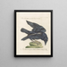 Ornithologie méthodiquement digérée Pl137 - Saverio Manetti — framed artwork on a wall