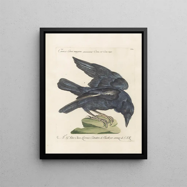 Ornithologie méthodiquement digérée Pl137 - Saverio Manetti — framed artwork on a wall