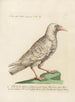 Ornithology Painting methodically digested Pl138 - Saverio Manetti — artwork view