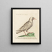 Ornithology Painting methodically digested Pl138 - Saverio Manetti — framed artwork on a wall