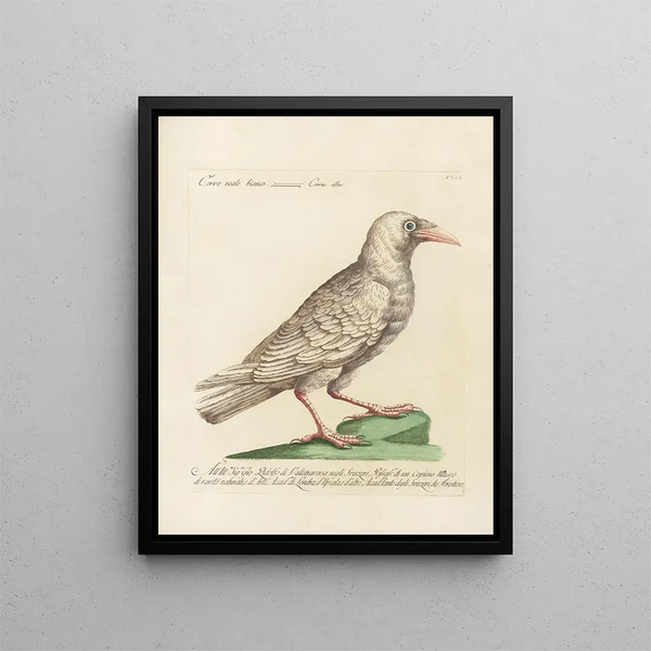 Ornithology Painting methodically digested Pl138 - Saverio Manetti — framed artwork on a wall