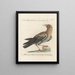 Ornithology Painting methodically digested Pl139 - Saverio Manetti — framed artwork on a wall