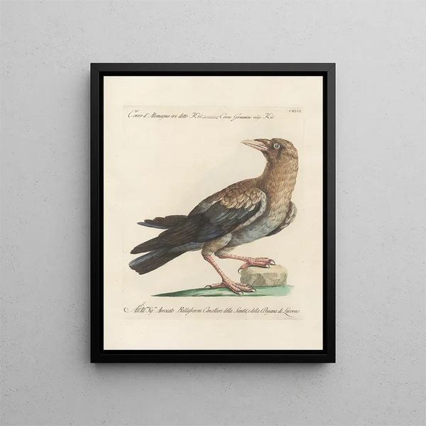 Ornithology Painting methodically digested Pl139 - Saverio Manetti — framed artwork on a wall