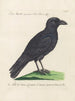 Ornithology Painting methodically digested Pl140 - Saverio Manetti — artwork view