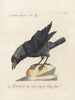 Ornithology Painting methodically digested Pl141 - Saverio Manetti — artwork view