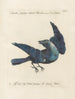 Ornithology Painting methodically digested Pl142 - Saverio Manetti — artwork view
