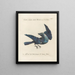 Ornithology Painting methodically digested Pl142 - Saverio Manetti — framed artwork on a wall