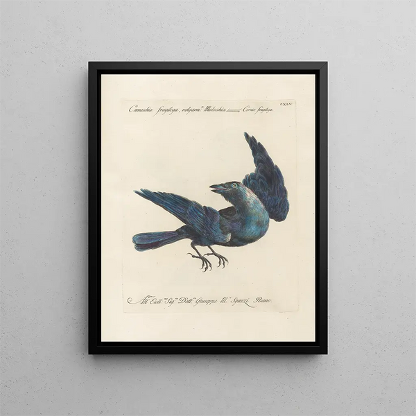 Ornithology Painting methodically digested Pl142 - Saverio Manetti — framed artwork on a wall