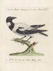 Ornithology Painting methodically digested Pl144 - Saverio Manetti — artwork view