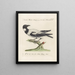 Ornithology Painting methodically digested Pl144 - Saverio Manetti — framed artwork on a wall