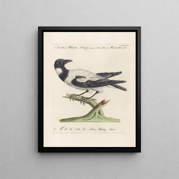 Ornithology Painting methodically digested Pl144 - Saverio Manetti — framed artwork on a wall