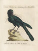 Ornithology methodically digested Pl145 - Saverio Manetti — artwork view