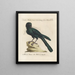 Ornithology methodically digested Pl145 - Saverio Manetti — framed artwork on a wall
