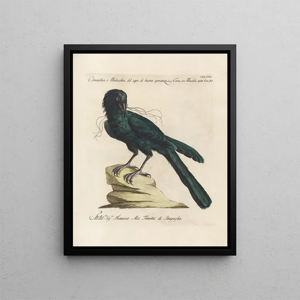 Ornithology methodically digested Pl145 - Saverio Manetti — framed artwork on a wall