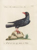 Ornithology Painting methodically digested Pl146 - Saverio Manetti — artwork view
