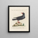 Ornithology Painting methodically digested Pl146 - Saverio Manetti — framed artwork on a wall