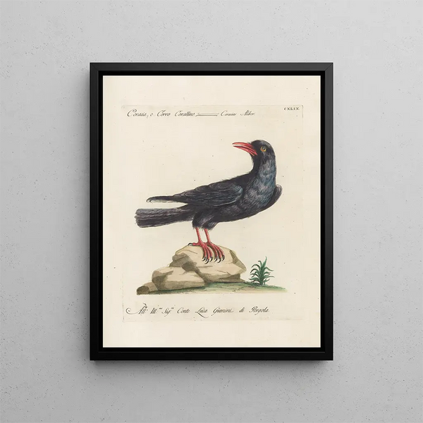 Ornithology Painting methodically digested Pl146 - Saverio Manetti — framed artwork on a wall