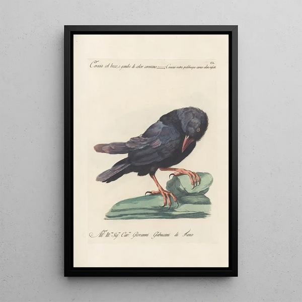 Ornithologia methodice digesta Pl147 - Saverio Manetti — framed artwork on a wall