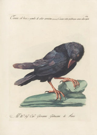 Saverio Manetti - Ornithologia methodice digesta Pl147.webp