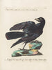 Ornithology Painting methodically digested Pl148 - Saverio Manetti — artwork view