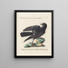 Ornithology Painting methodically digested Pl148 - Saverio Manetti — framed artwork on a wall