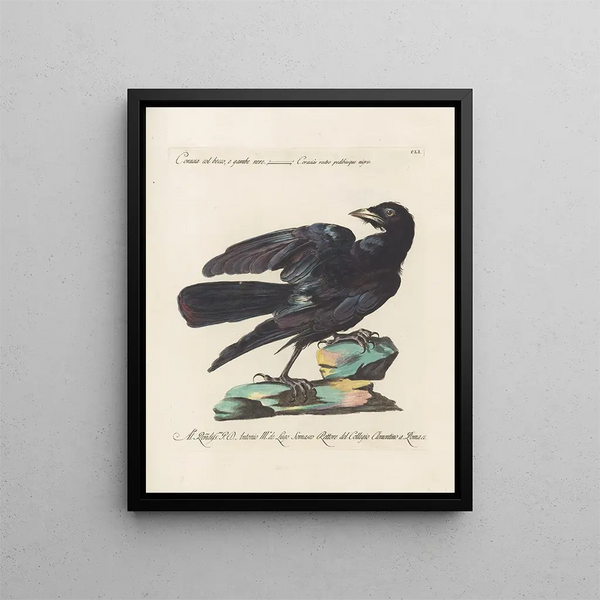 Ornithology Painting methodically digested Pl148 - Saverio Manetti — framed artwork on a wall
