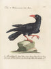Ornithology methodically digested Pl149 - Saverio Manetti — artwork view