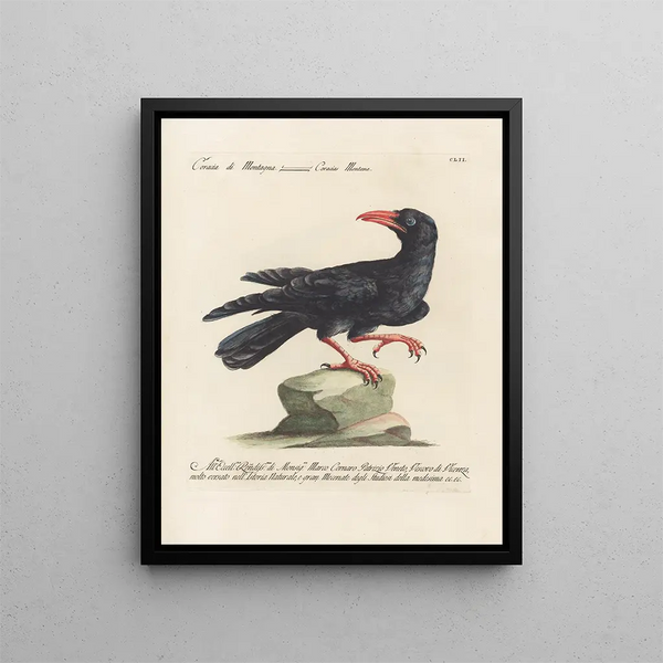 Ornithology methodically digested Pl149 - Saverio Manetti — framed artwork on a wall