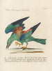 Ornithology methodically digested Pl150 - Saverio Manetti — artwork view