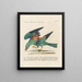 Ornithology methodically digested Pl150 - Saverio Manetti — framed artwork on a wall