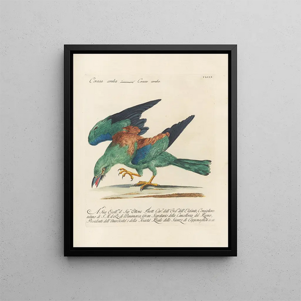 Ornithology methodically digested Pl150 - Saverio Manetti — framed artwork on a wall