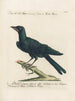 Ornithology methodically digested Pl151 - Saverio Manetti — artwork view