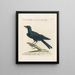 Ornithology methodically digested Pl151 - Saverio Manetti — framed artwork on a wall