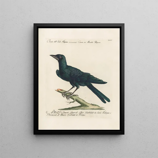 Ornithology methodically digested Pl151 - Saverio Manetti — framed artwork on a wall