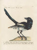 Ornithology Painting methodically digested Pl152 - Saverio Manetti — artwork view