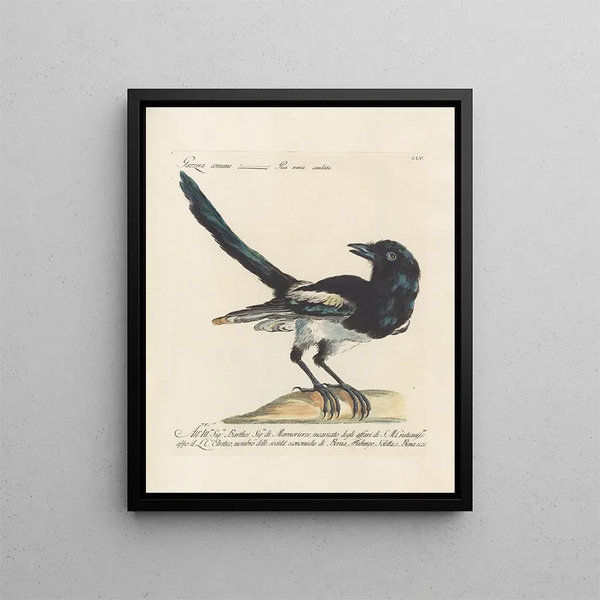 Ornithology Painting methodically digested Pl152 - Saverio Manetti — framed artwork on a wall