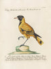 Ornithology Painting Methodically Digested Pl153 - Saverio Manetti — artwork view