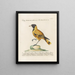 Ornithology Painting Methodically Digested Pl153 - Saverio Manetti — framed artwork on a wall