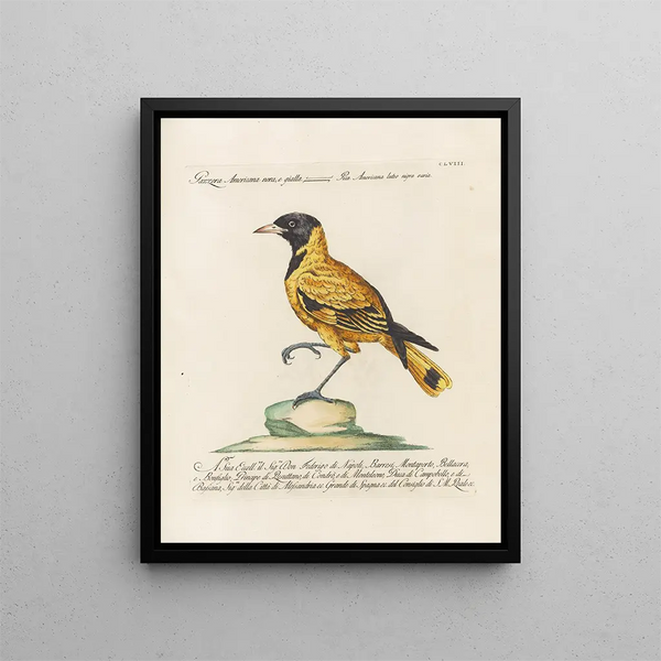 Ornithology Painting Methodically Digested Pl153 - Saverio Manetti — framed artwork on a wall