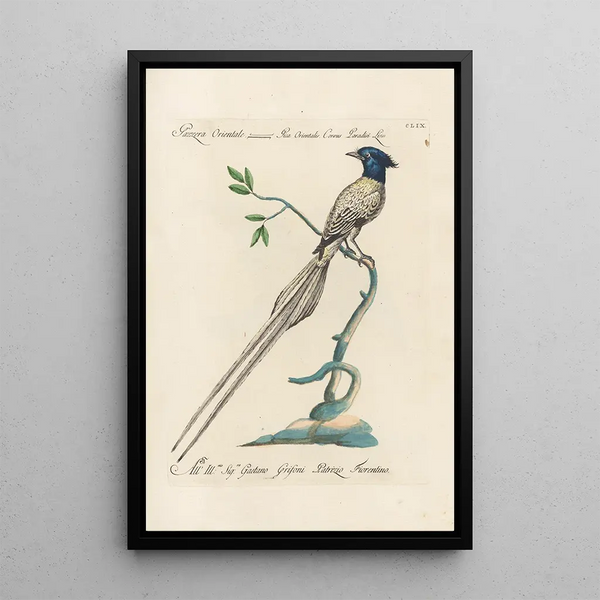 Ornithologia methodice digesta Pl154 - Saverio Manetti — framed artwork on a wall