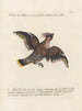 Ornithology Painting methodically digested Pl155 - Saverio Manetti — artwork view