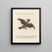 Ornithology Painting methodically digested Pl155 - Saverio Manetti — framed artwork on a wall